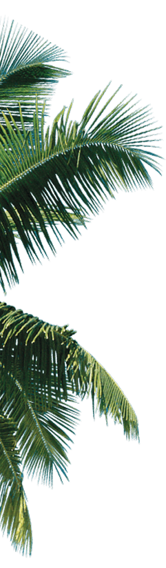 Palm bg image