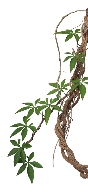 Branch bg image