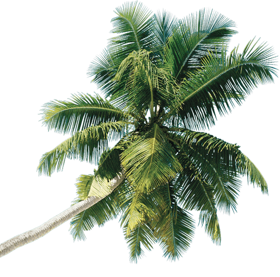 Aboute Route palm image