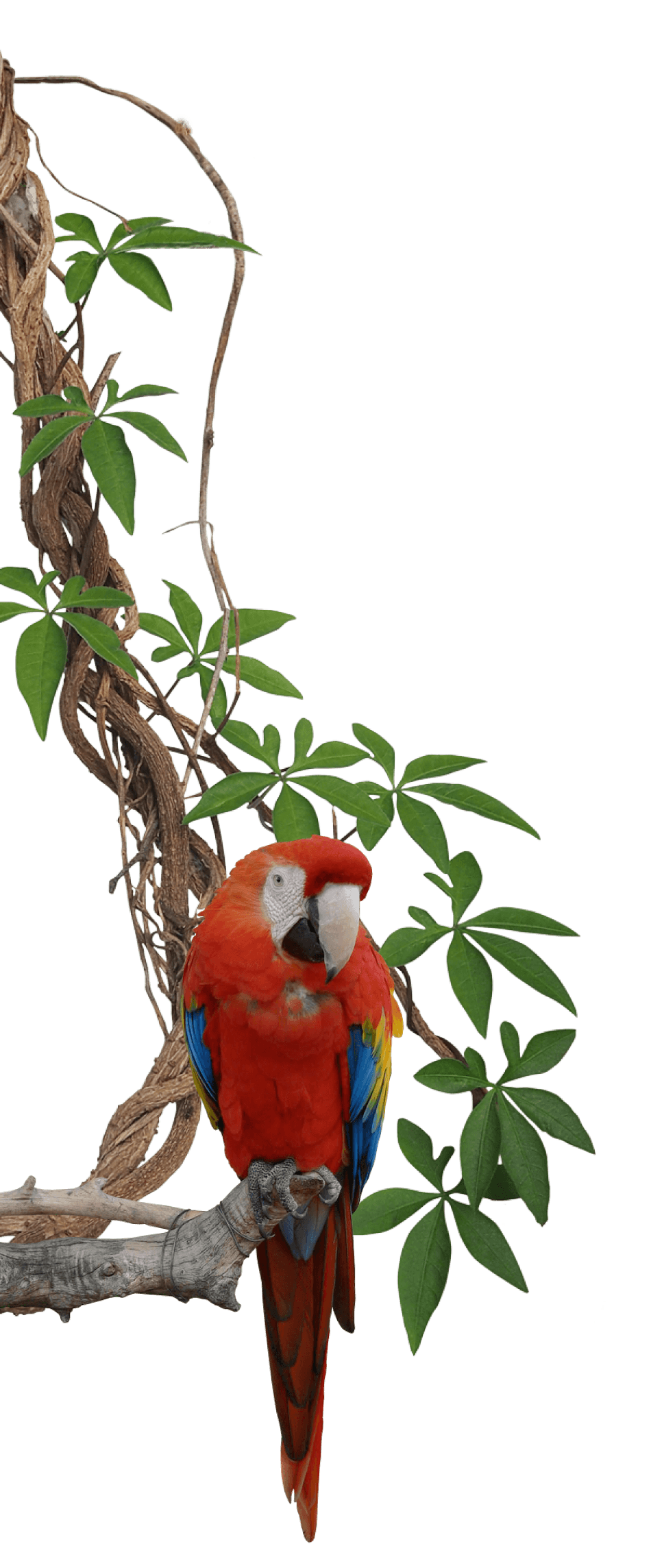 Aboute Route animal image